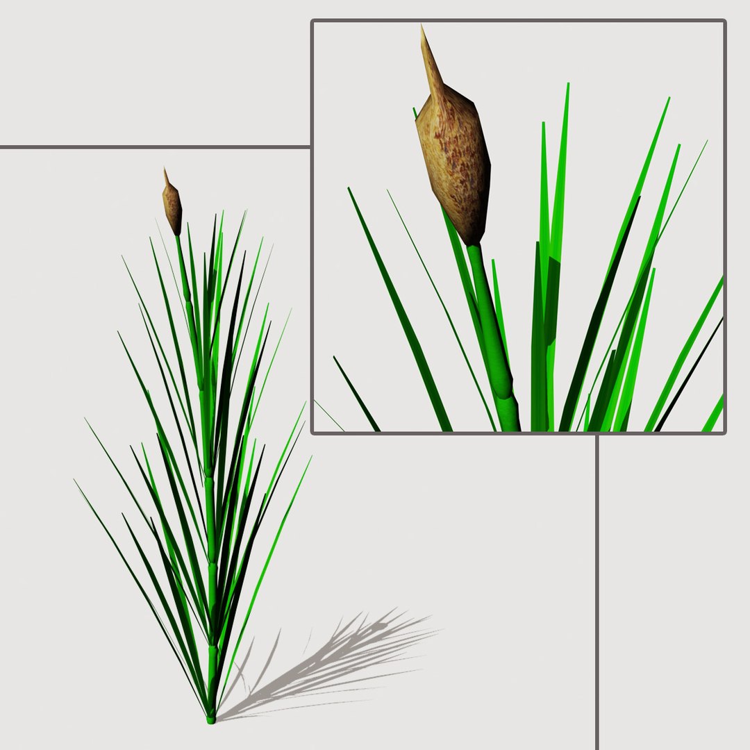3ds max common reed
