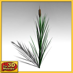 common reed 3d model