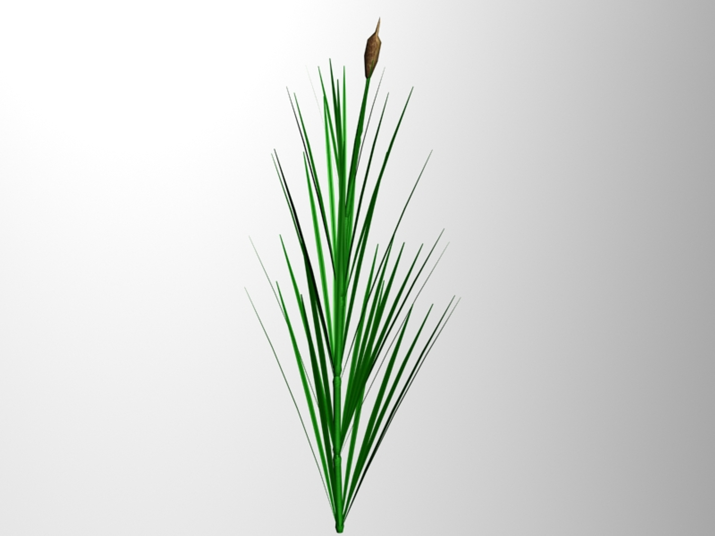 3ds max common reed https://p.turbosquid.com/ts-thumb/5L/I3R6g2/mPhsJl67/reed/jpg/1297810864/1920x1080/turn_fit_q99/f95b1fd75858c691c7b23c6702a7f9e70cd20a29/reed-1.jpg