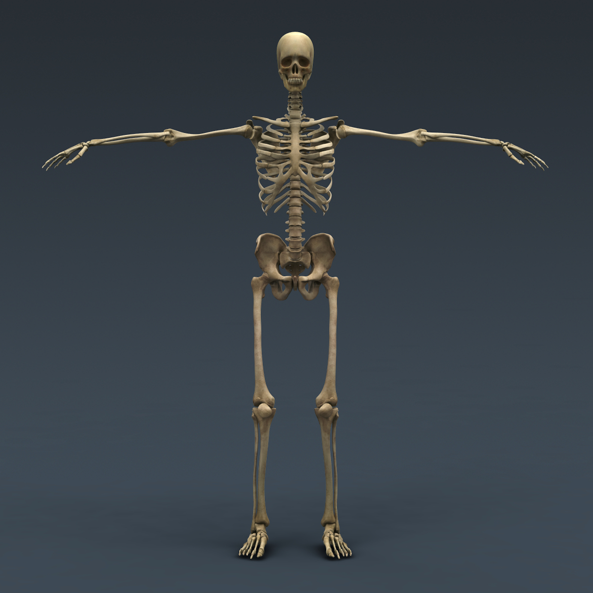 human skeleton rigged skull cranium c4d