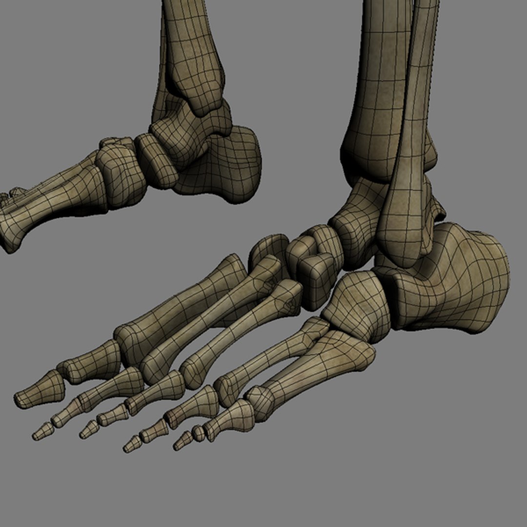 Human Skeleton Rigged Skull Cranium C4d
