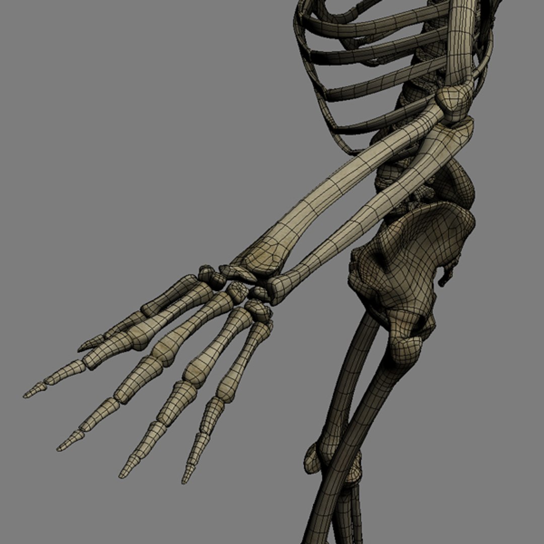 Human Skeleton Rigged Skull Cranium C4d