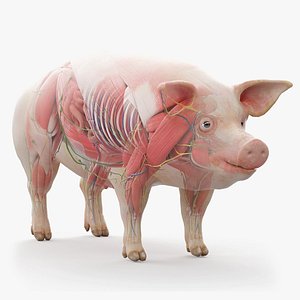 Full Male Pig Anatomy Static 3D model