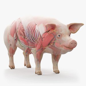 Full Male Pig Anatomy Static