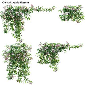 3D model Clematis Apple Blossom 01