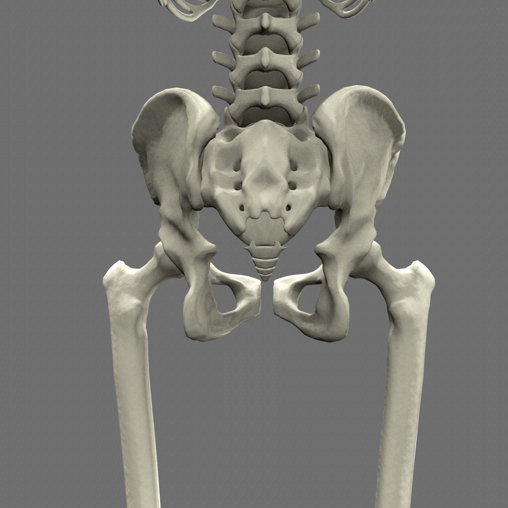 人体骨骼3D模型 - TurboSquid 622331