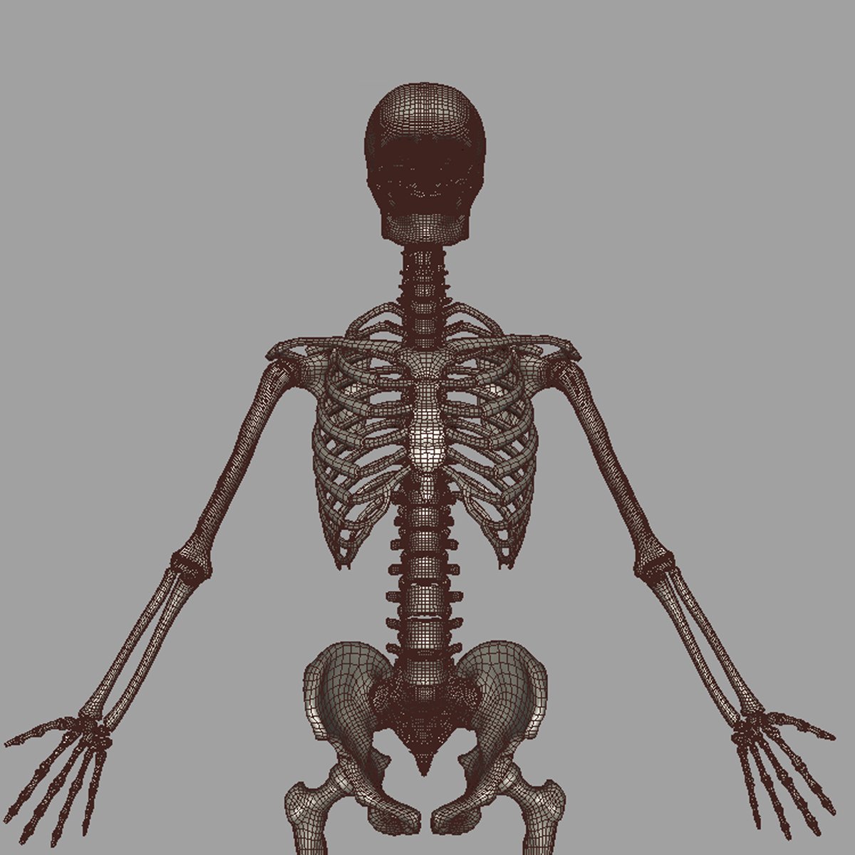 人体骨骼3D模型 - TurboSquid 622331