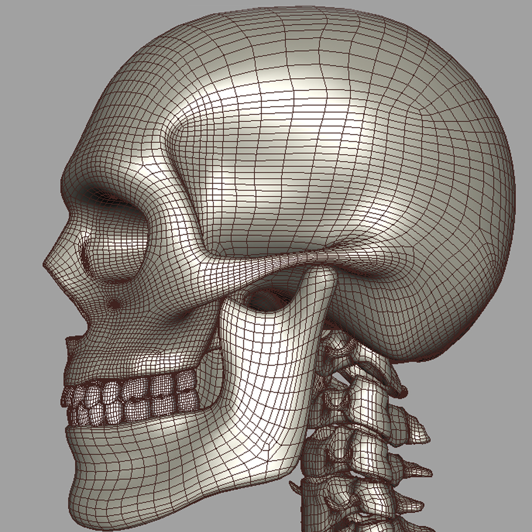 人体骨骼3D模型 - TurboSquid 622331