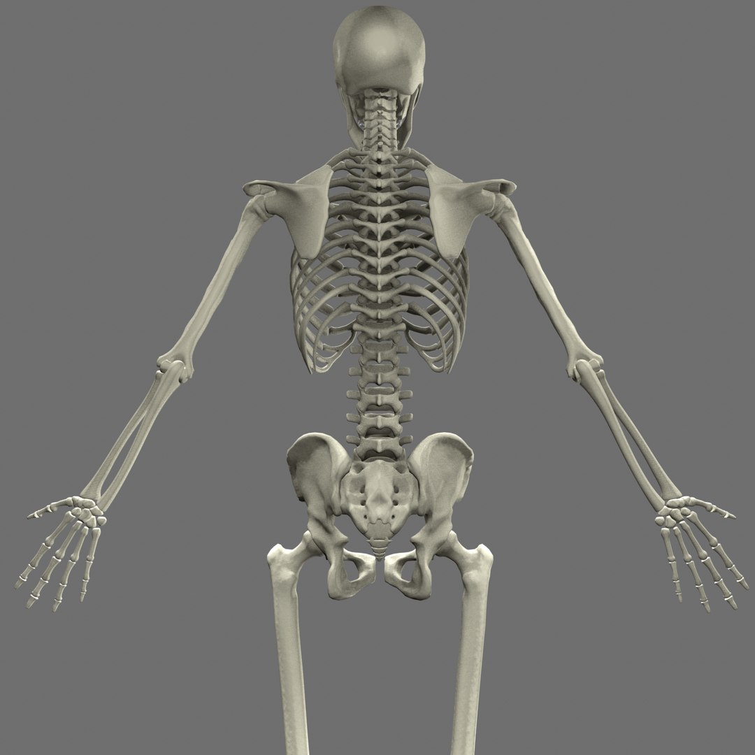 Max Human Skeleton