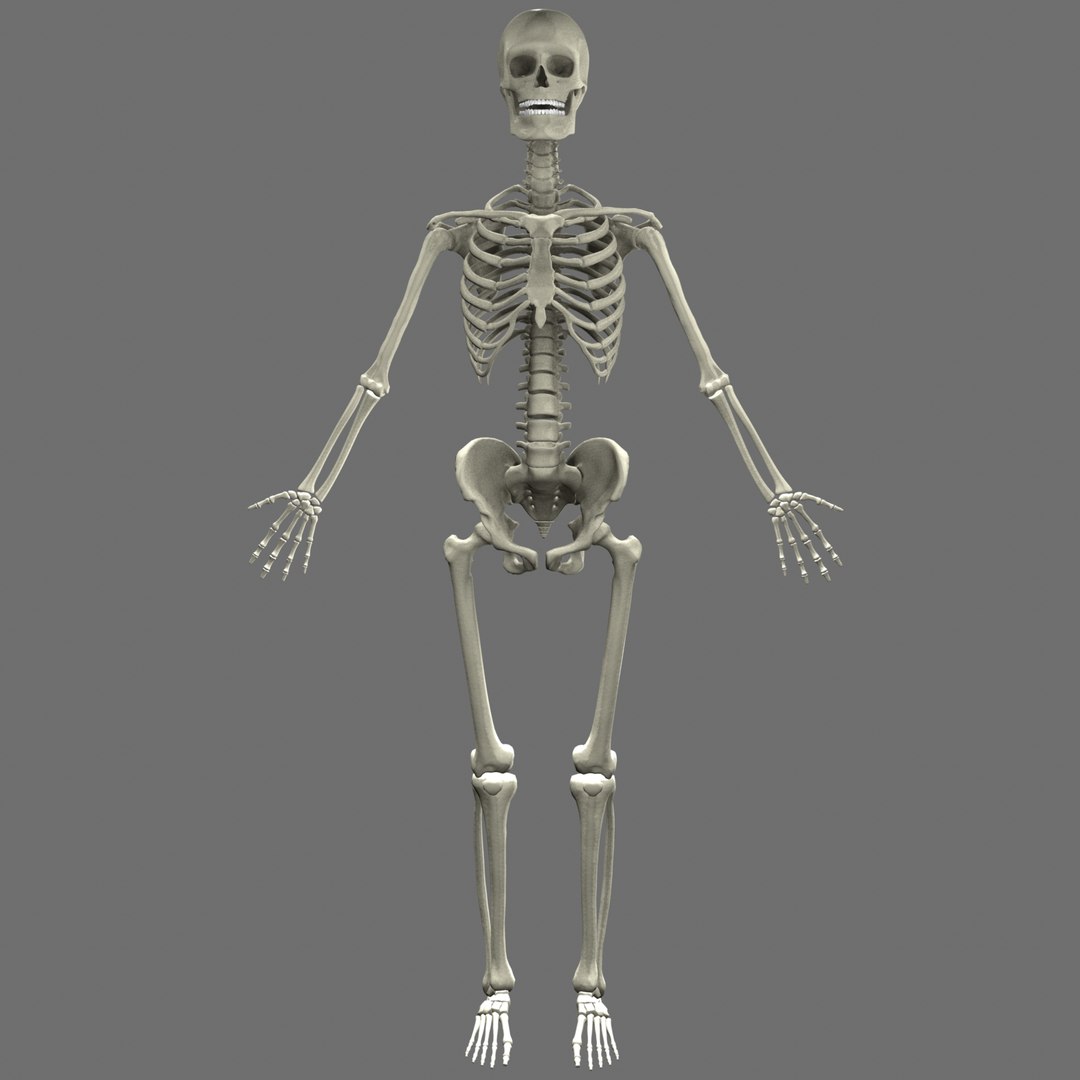 Max Human Skeleton