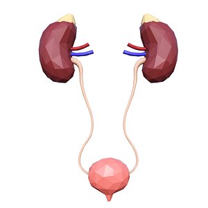 The urinary system of man