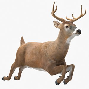 Whitetail Deer Running Pose Fur for Maya
