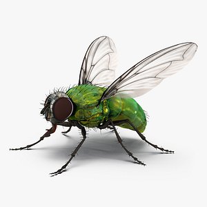 green bottle fly rigged 3d model