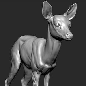 3D fawn deer medium model