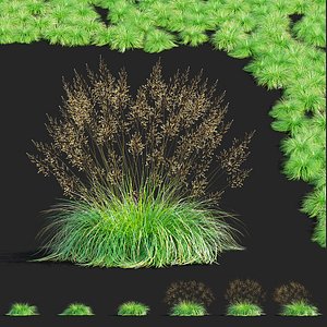 Sporobolus ornamental grass