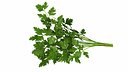 parsley Bunch