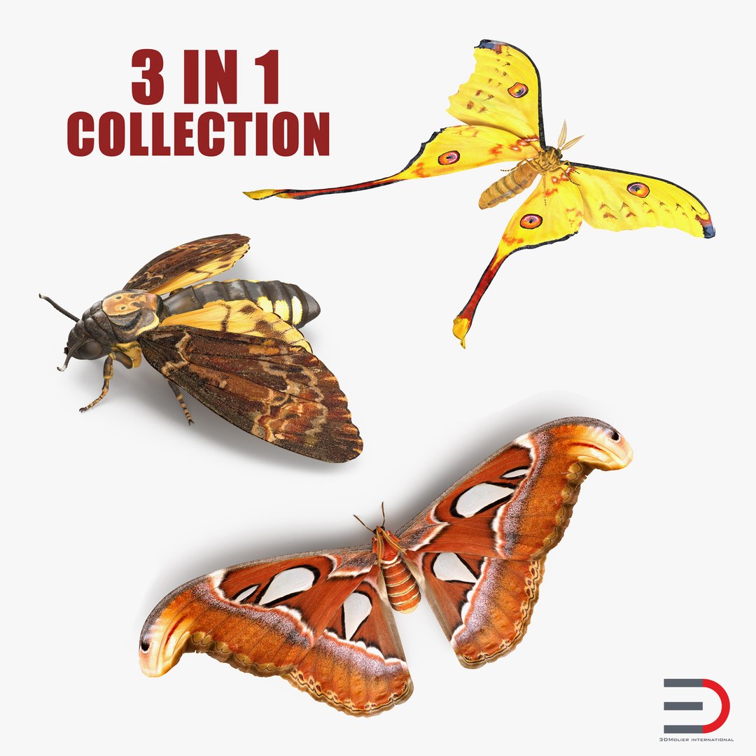 Moths Collection 3D model preview