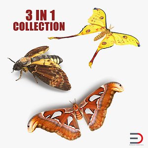 3D model moths set atlas