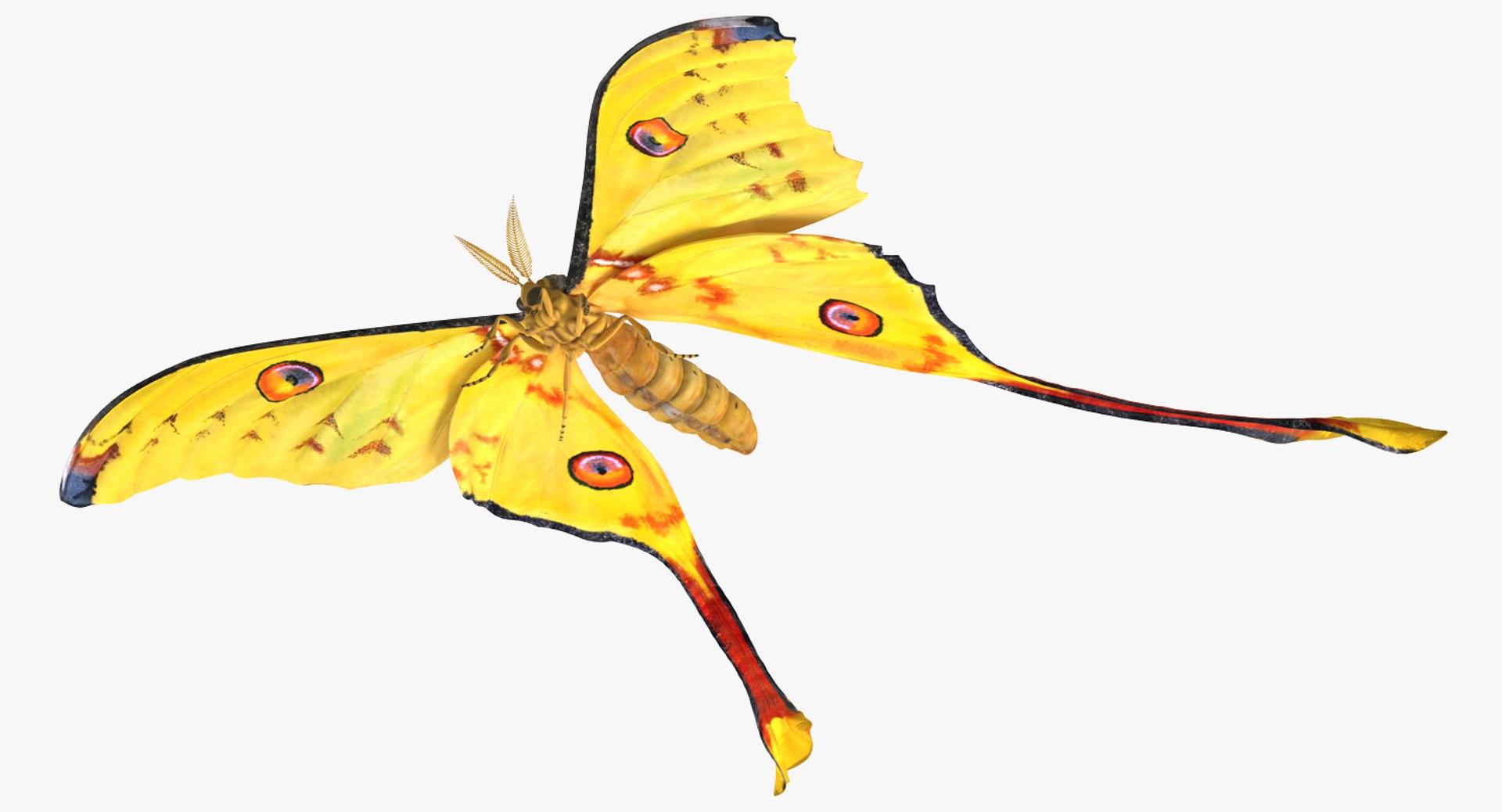 3D model moths set atlas - TurboSquid 1221525