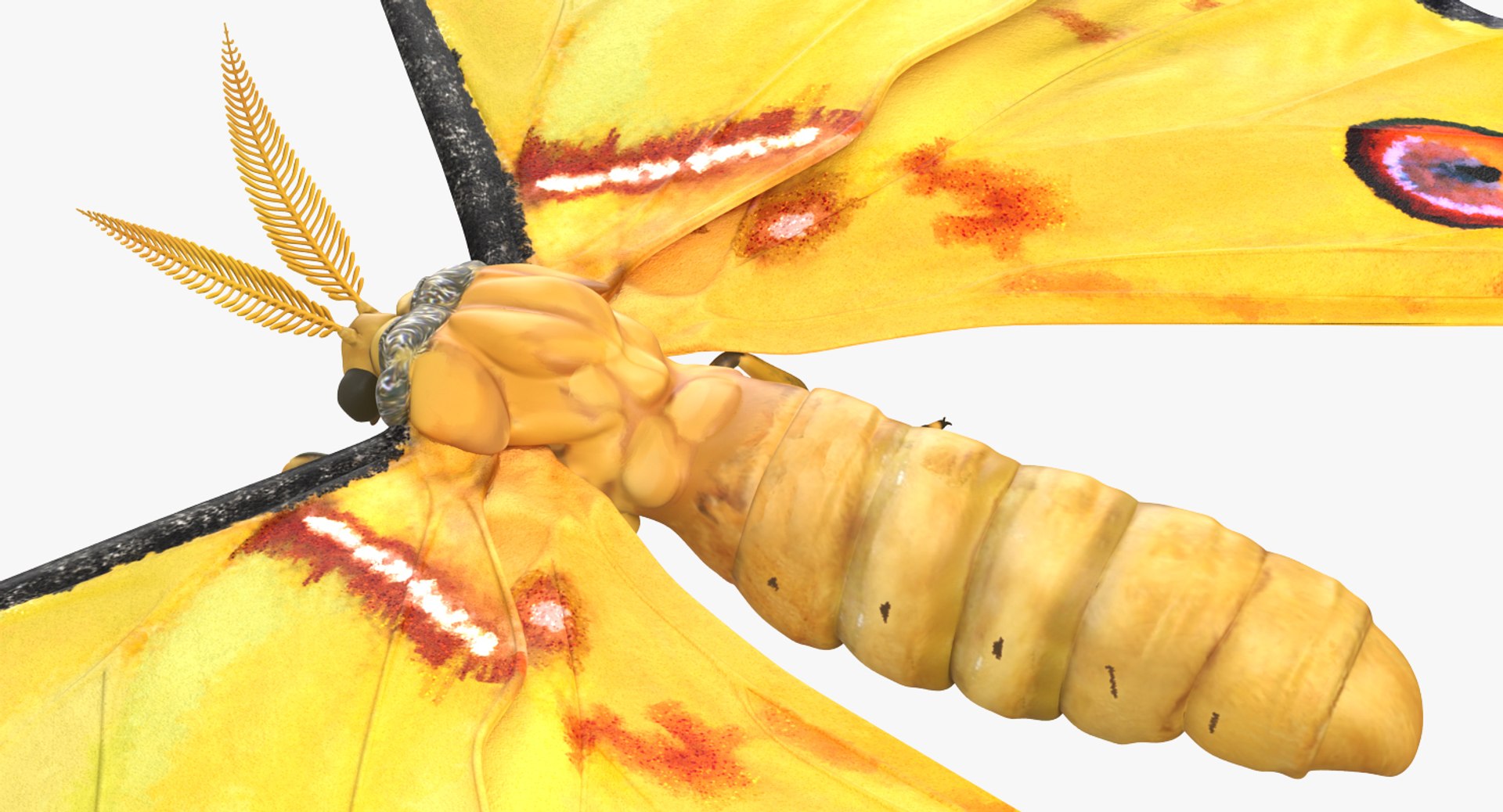 3D model moths set atlas - TurboSquid 1221525