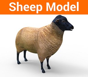 sheep low poly model