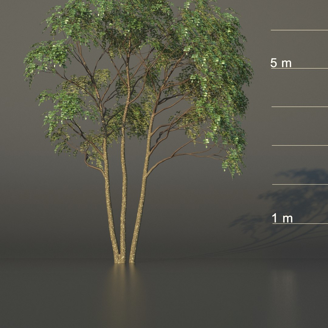 3D XfrogPlants Gumbo Limbo - Bursera Simaruba model https://p.turbosquid.com/ts-thumb/5M/VwBmog/2v/gumbolimboc/jpg/1619646167/1920x1080/fit_q87/11148b2ec29fe7ad9ed2fd6b483dbf8b39a697d9/gumbolimboc.jpg