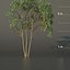 XfrogPlants Gumbo Limbo - Bursera Simaruba