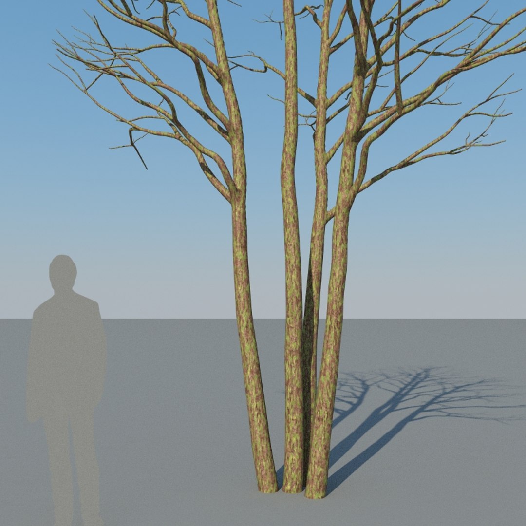 3D XfrogPlants Gumbo Limbo - Bursera Simaruba model https://p.turbosquid.com/ts-thumb/5M/VwBmog/4b/bursera_simaruba_18/jpg/1619646158/1920x1080/fit_q87/001f5c4893207aa727567f27bab865a29b158fb4/bursera_simaruba_18.jpg