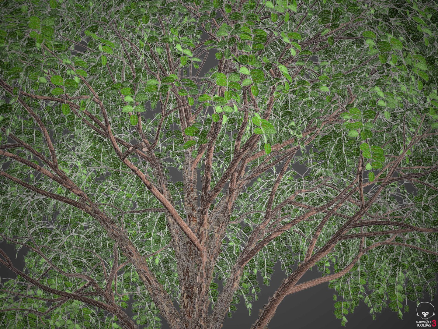 3D XfrogPlants Gumbo Limbo - Bursera Simaruba model https://p.turbosquid.com/ts-thumb/5M/VwBmog/EO/wireframe2/jpg/1619646167/1920x1080/fit_q87/cb99ccd1361ed2bf510c7da4163d7481580486aa/wireframe2.jpg