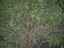 XfrogPlants Gumbo Limbo - Bursera Simaruba