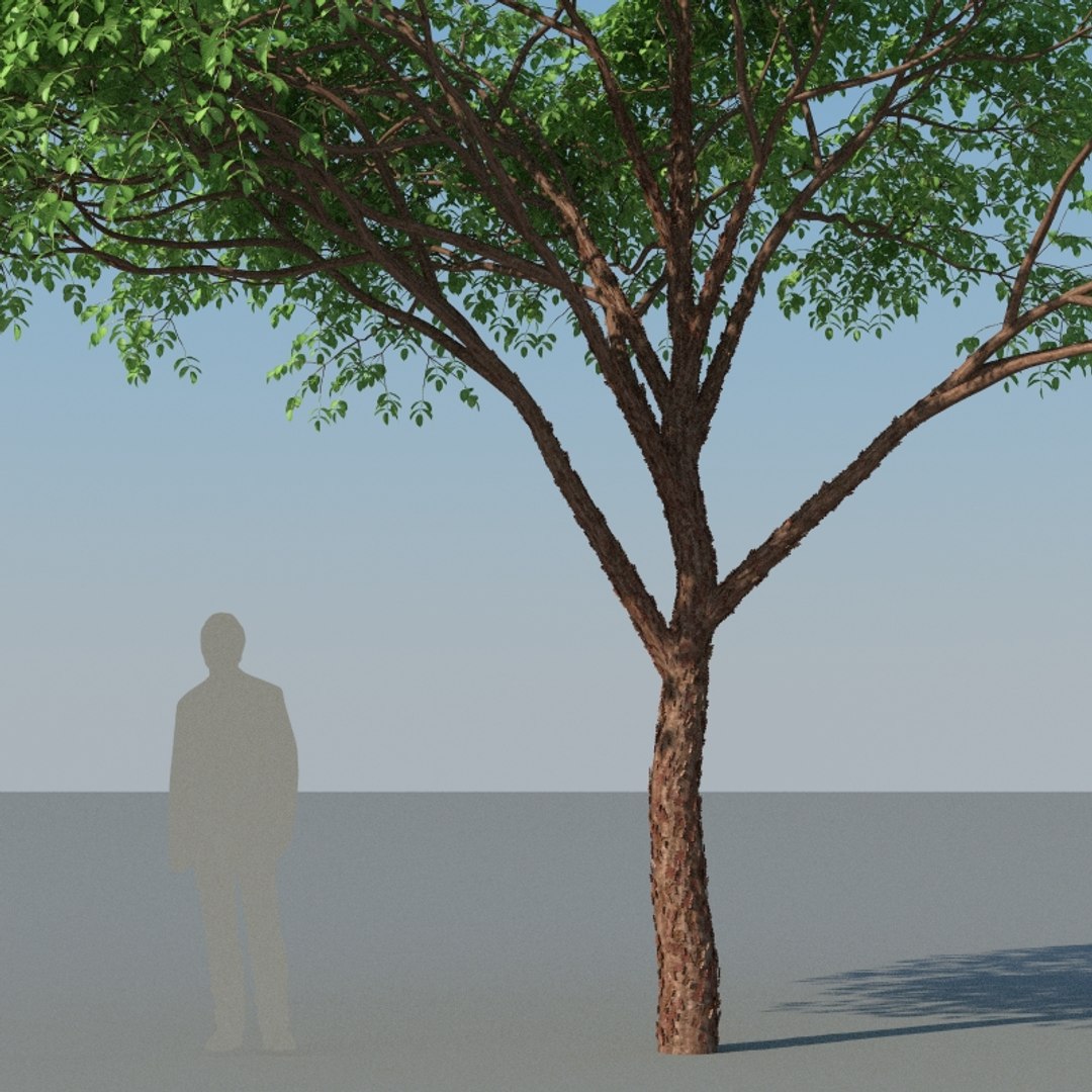 3D XfrogPlants Gumbo Limbo - Bursera Simaruba model https://p.turbosquid.com/ts-thumb/5M/VwBmog/FH/bursera_simaruba_08/jpg/1619646162/1920x1080/fit_q87/55d74ed2022b265ee08d84ba1f3965794a1ca36c/bursera_simaruba_08.jpg