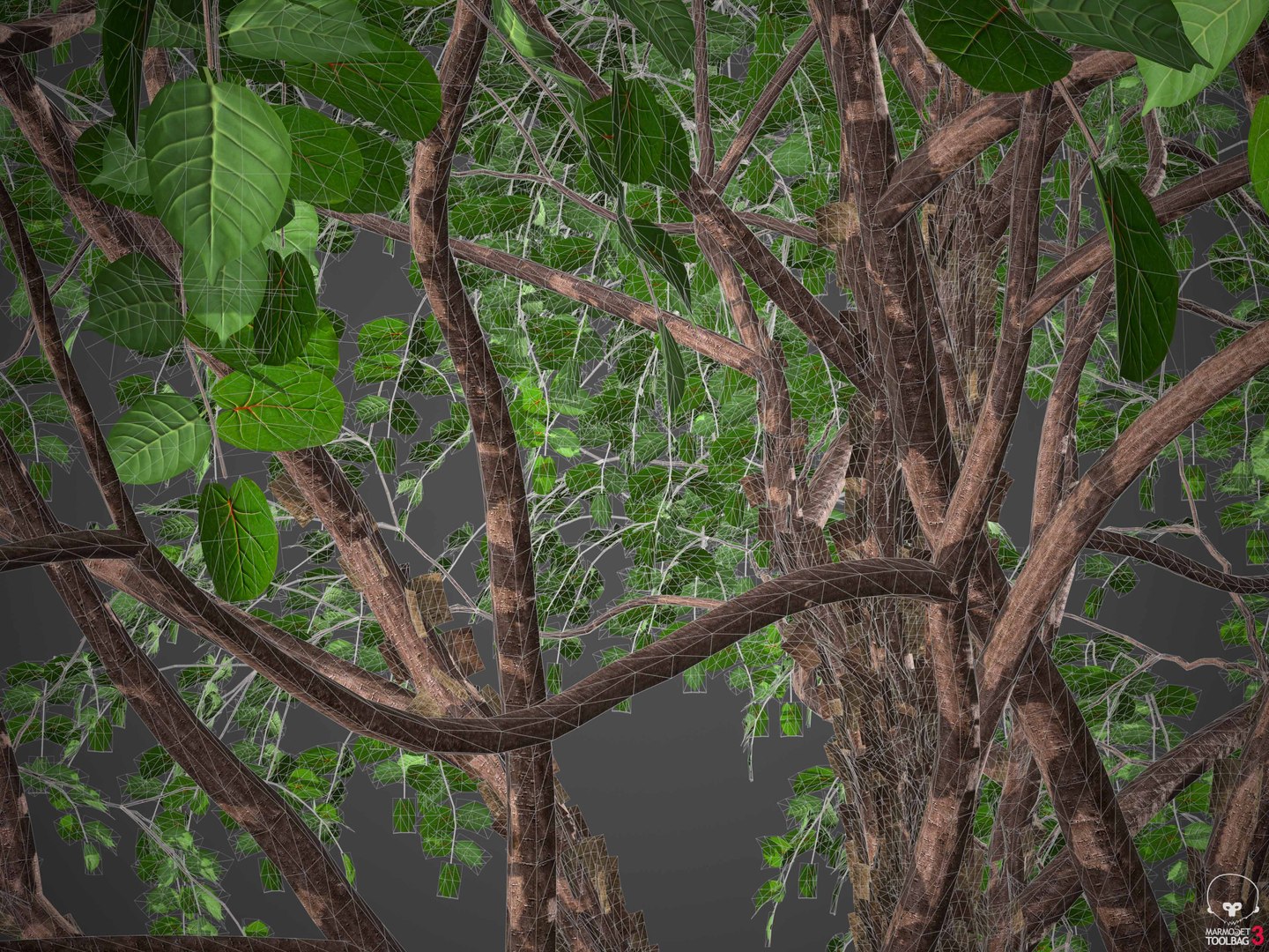 3D XfrogPlants Gumbo Limbo - Bursera Simaruba model https://p.turbosquid.com/ts-thumb/5M/VwBmog/Gk/wireframe1/jpg/1619646165/1920x1080/fit_q87/9bb618e5427580603a7e45b010a70266b4768cdb/wireframe1.jpg