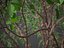 XfrogPlants Gumbo Limbo - Bursera Simaruba