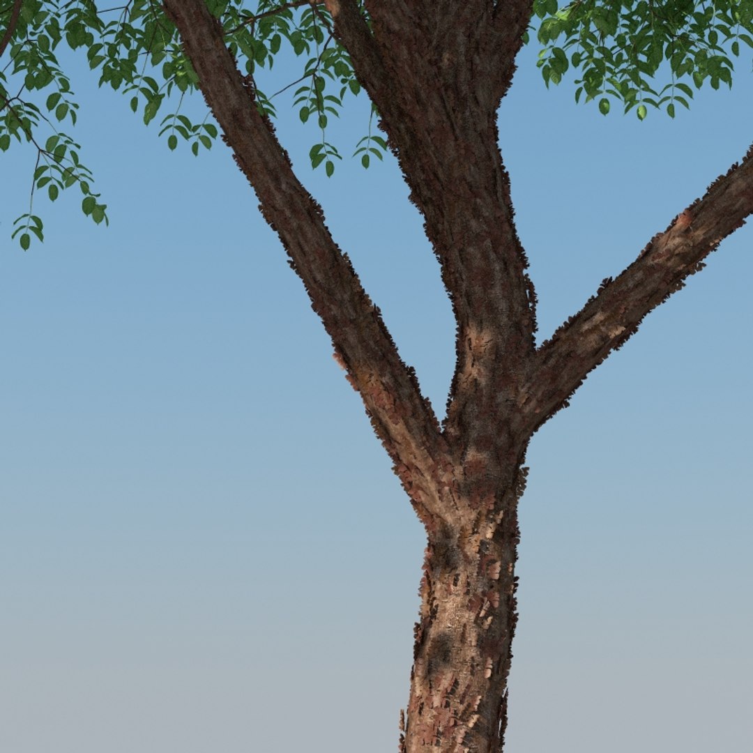 3D XfrogPlants Gumbo Limbo - Bursera Simaruba model https://p.turbosquid.com/ts-thumb/5M/VwBmog/Km/bursera_simaruba_09/jpg/1619646147/1920x1080/fit_q87/9c3d7f436058e56eec52a64a6dbbd87032a6aab9/bursera_simaruba_09.jpg