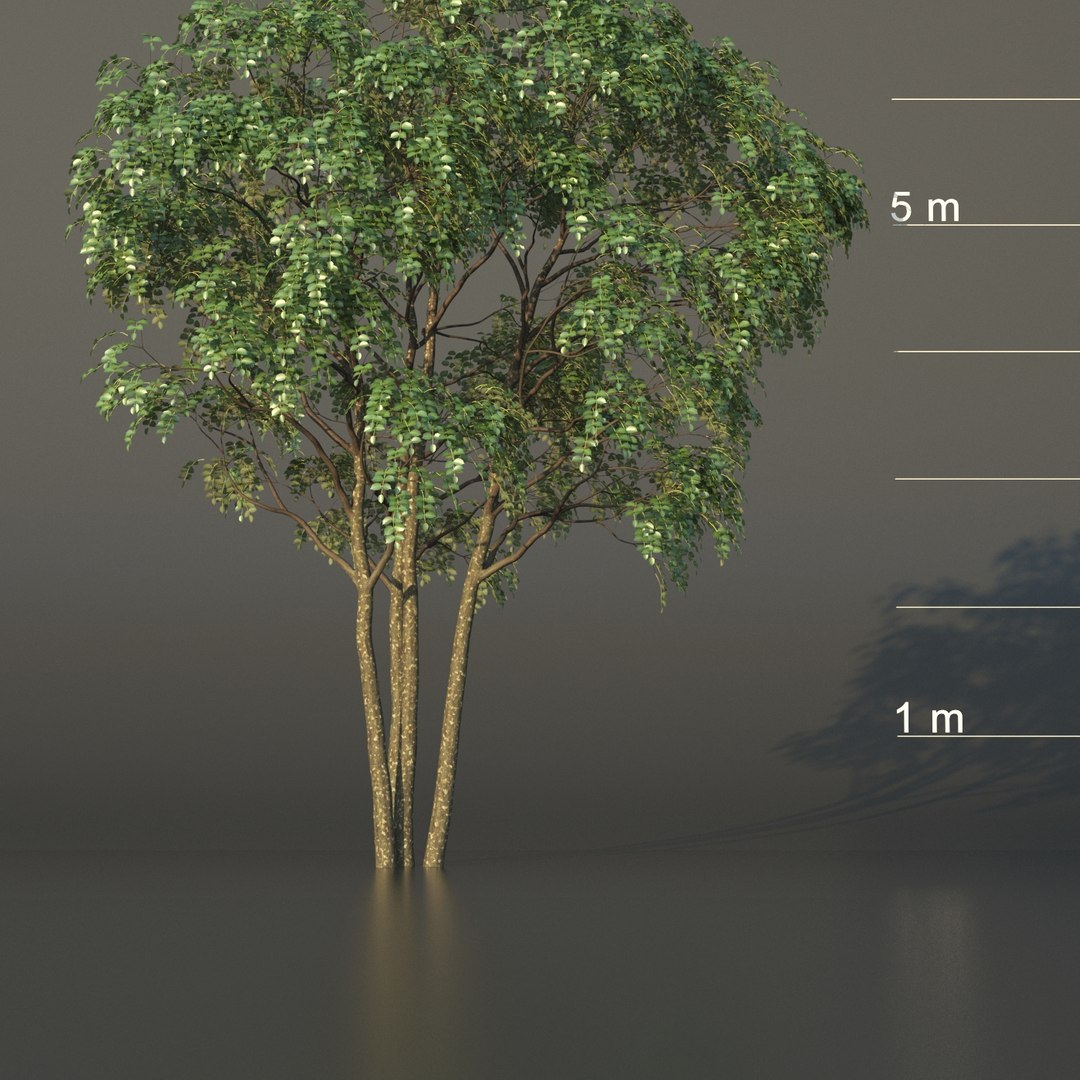 3D XfrogPlants Gumbo Limbo - Bursera Simaruba model https://p.turbosquid.com/ts-thumb/5M/VwBmog/M8/gumbolimbob/jpg/1619646167/1920x1080/fit_q87/6b3dac4ba8906c48c719b7548974bd00e333607f/gumbolimbob.jpg
