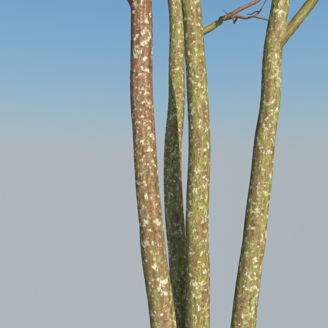 3D XfrogPlants Gumbo Limbo - Bursera Simaruba model https://p.turbosquid.com/ts-thumb/5M/VwBmog/Nl/bursera_simaruba_21/jpg/1619646145/1920x1080/fit_q87/307d783c6d8b19de9e327a9511a32700cbf2fb08/bursera_simaruba_21.jpg