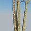 XfrogPlants Gumbo Limbo - Bursera Simaruba