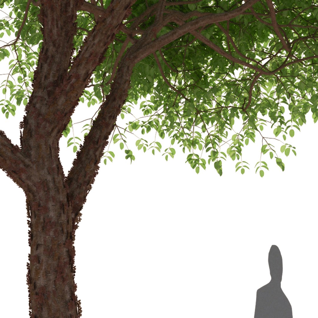 3D XfrogPlants Gumbo Limbo - Bursera Simaruba model https://p.turbosquid.com/ts-thumb/5M/VwBmog/WC/bursera_simaruba_10/jpg/1619646157/1920x1080/fit_q87/a96f41a7598a1b624811a5382c94b6ff3580fdd7/bursera_simaruba_10.jpg
