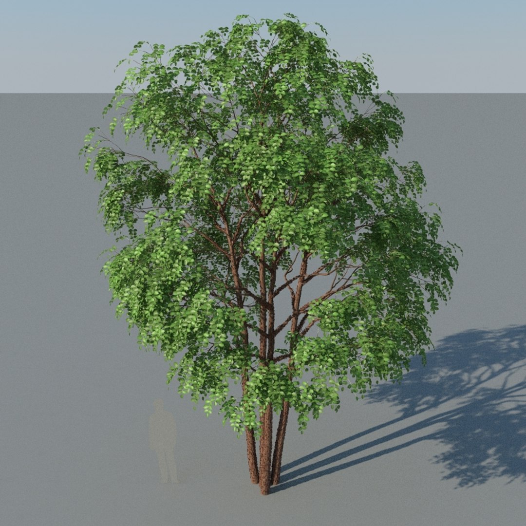 3D XfrogPlants Gumbo Limbo - Bursera Simaruba model https://p.turbosquid.com/ts-thumb/5M/VwBmog/le/bursera_simaruba_16/jpg/1619646149/1920x1080/fit_q87/252f03f9d0c47e3672cda3575718f4322c049a61/bursera_simaruba_16.jpg