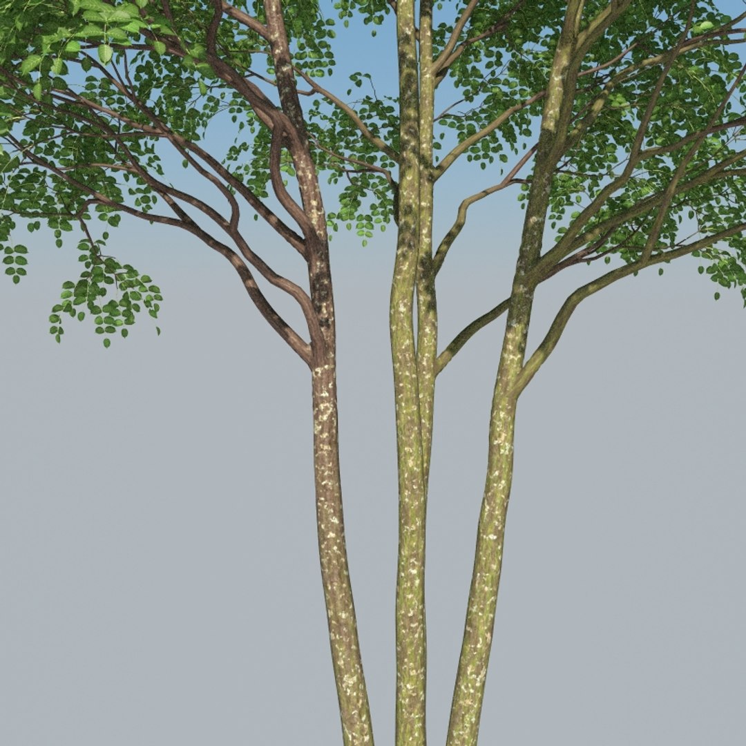 3D XfrogPlants Gumbo Limbo - Bursera Simaruba model https://p.turbosquid.com/ts-thumb/5M/VwBmog/nt/bursera_simaruba_24/jpg/1619646145/1920x1080/fit_q87/aa4fc1a2864fd43919b90a398e27986961856160/bursera_simaruba_24.jpg