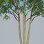 XfrogPlants Gumbo Limbo - Bursera Simaruba