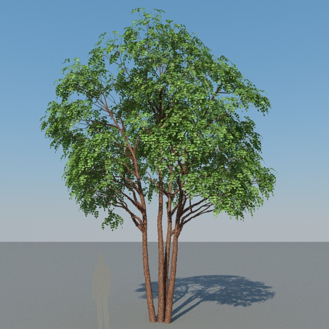 3D XfrogPlants Gumbo Limbo - Bursera Simaruba model https://p.turbosquid.com/ts-thumb/5M/VwBmog/oy/bursera_simaruba_15/jpg/1619646163/1920x1080/fit_q87/e95f3d5bb73a645df0a6d3004d2694bafe879d4b/bursera_simaruba_15.jpg