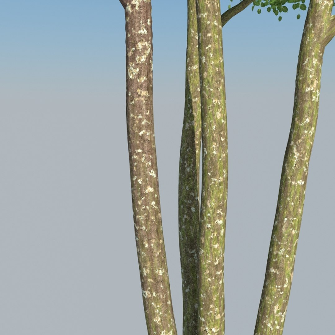3D XfrogPlants Gumbo Limbo - Bursera Simaruba model https://p.turbosquid.com/ts-thumb/5M/VwBmog/sE/bursera_simaruba_23/jpg/1619646144/1920x1080/fit_q87/c888d8c54ec320525cb68574a15652dd245a9982/bursera_simaruba_23.jpg