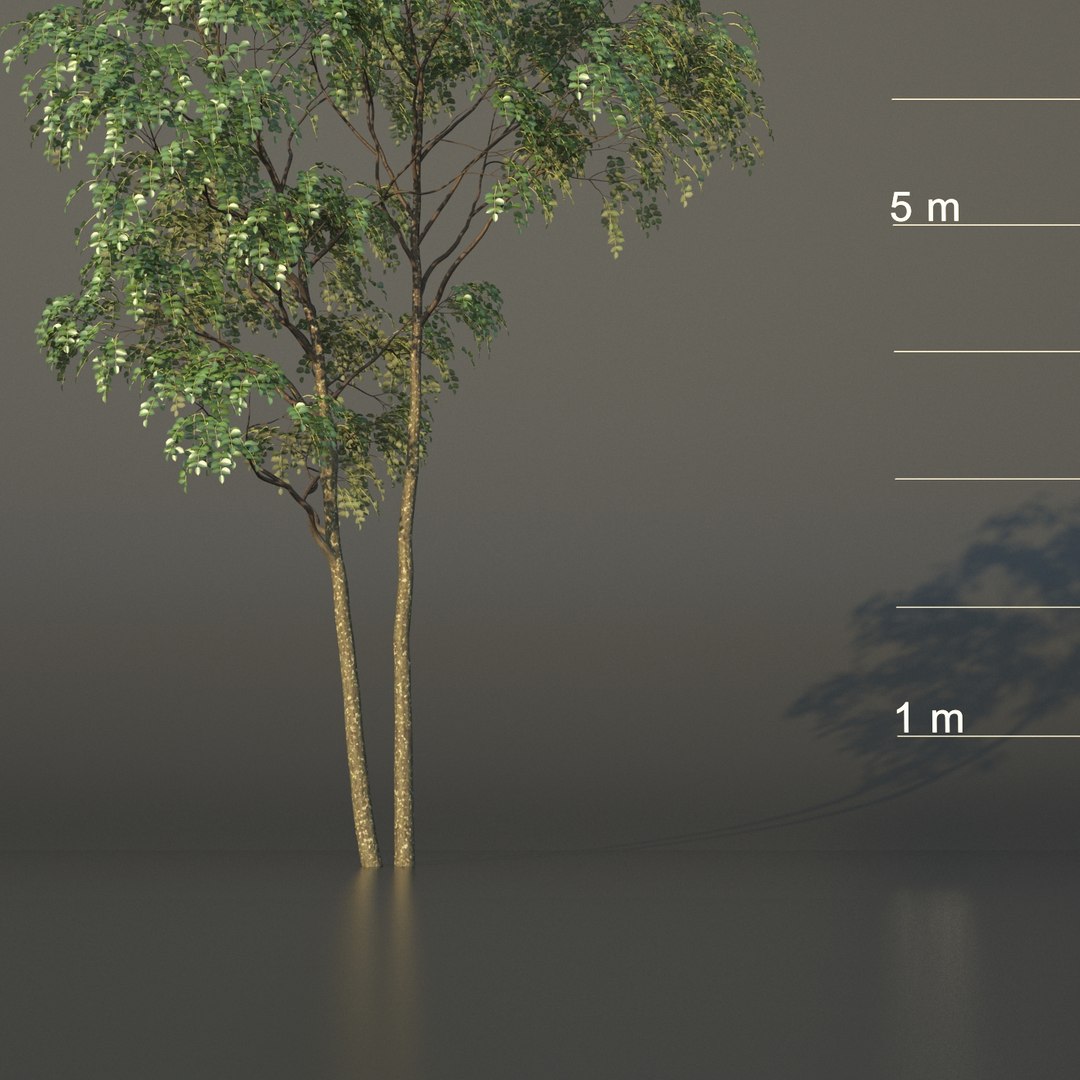3D XfrogPlants Gumbo Limbo - Bursera Simaruba model https://p.turbosquid.com/ts-thumb/5M/VwBmog/ya/gumbolimboe/jpg/1619646168/1920x1080/fit_q87/3a54114865d3b8cfe422c860534ee850e8bf4caa/gumbolimboe.jpg