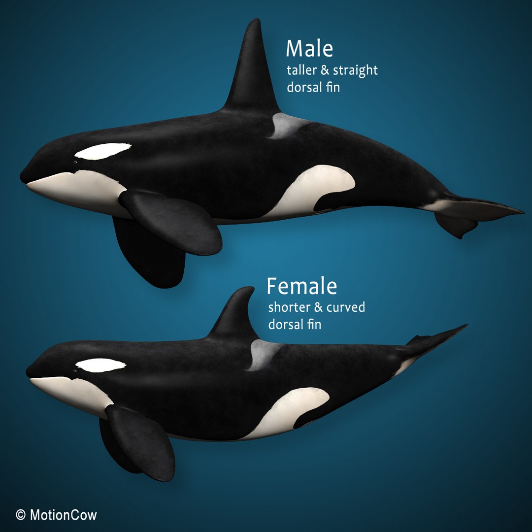 3D Orca Killer Whale Model - TurboSquid 1172341