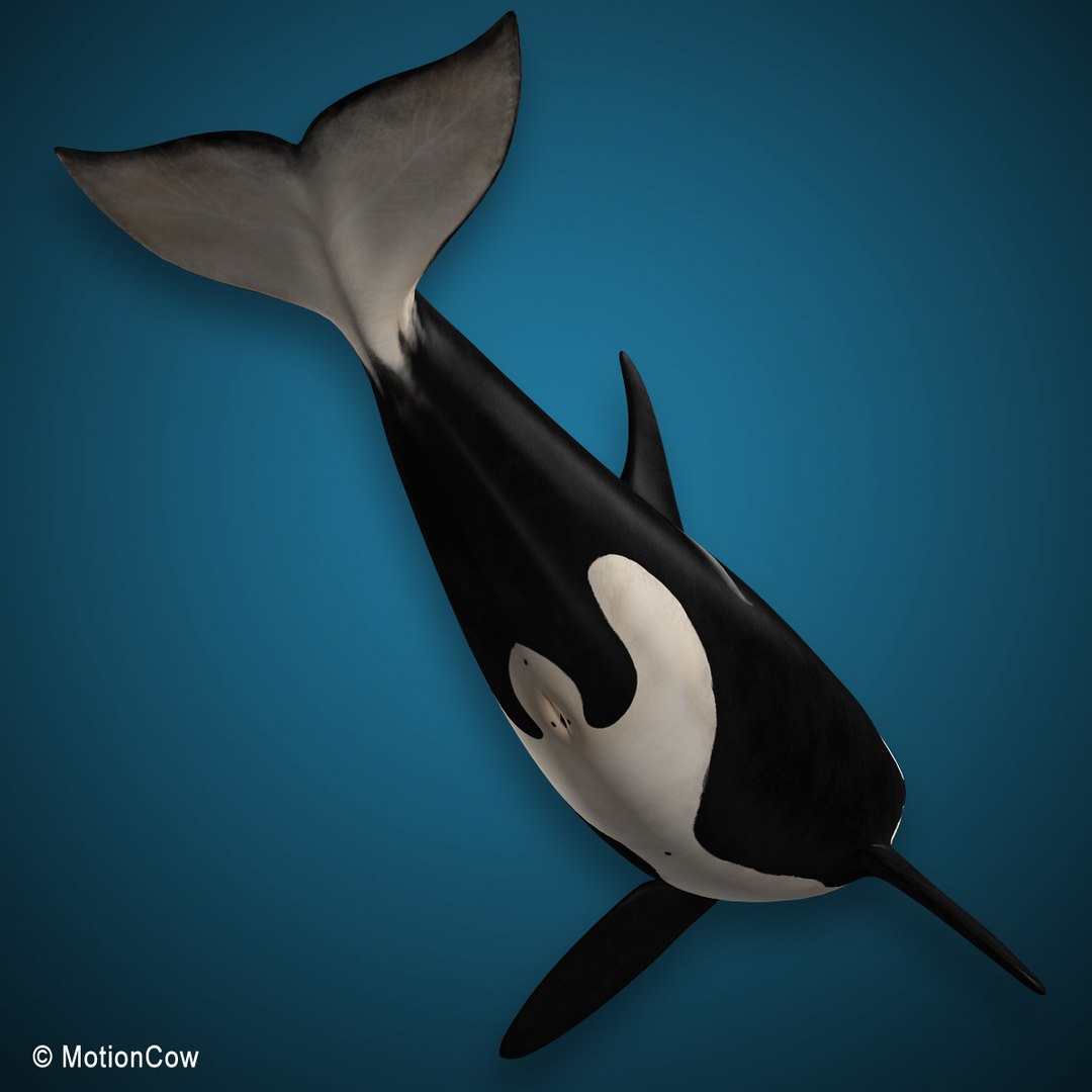 3D Orca Killer Whale Model - TurboSquid 1172341
