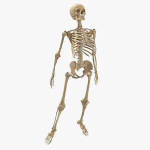 3D real human female skeleton model