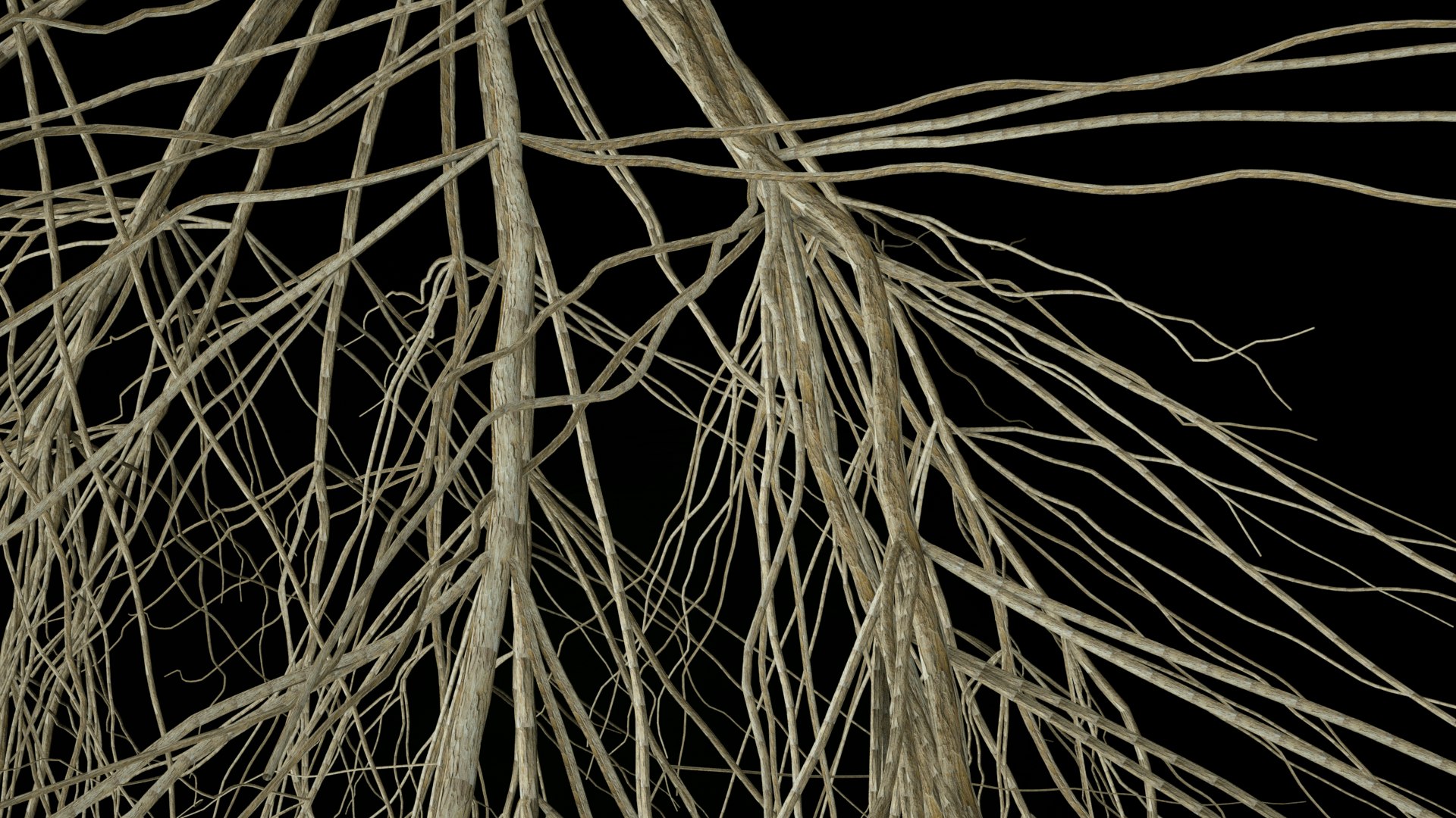 3D Wheat Root - growth animation - TurboSquid 1816552