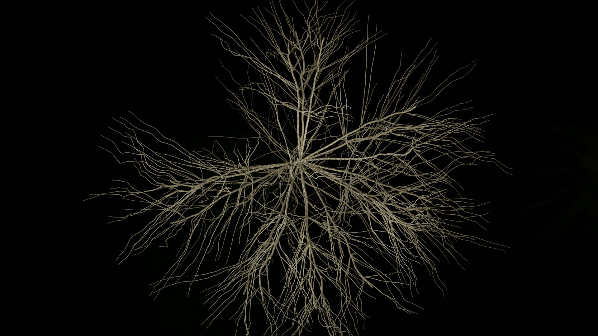 3D Wheat Root - growth animation - TurboSquid 1816552