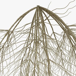 Wheat Root - growth animation